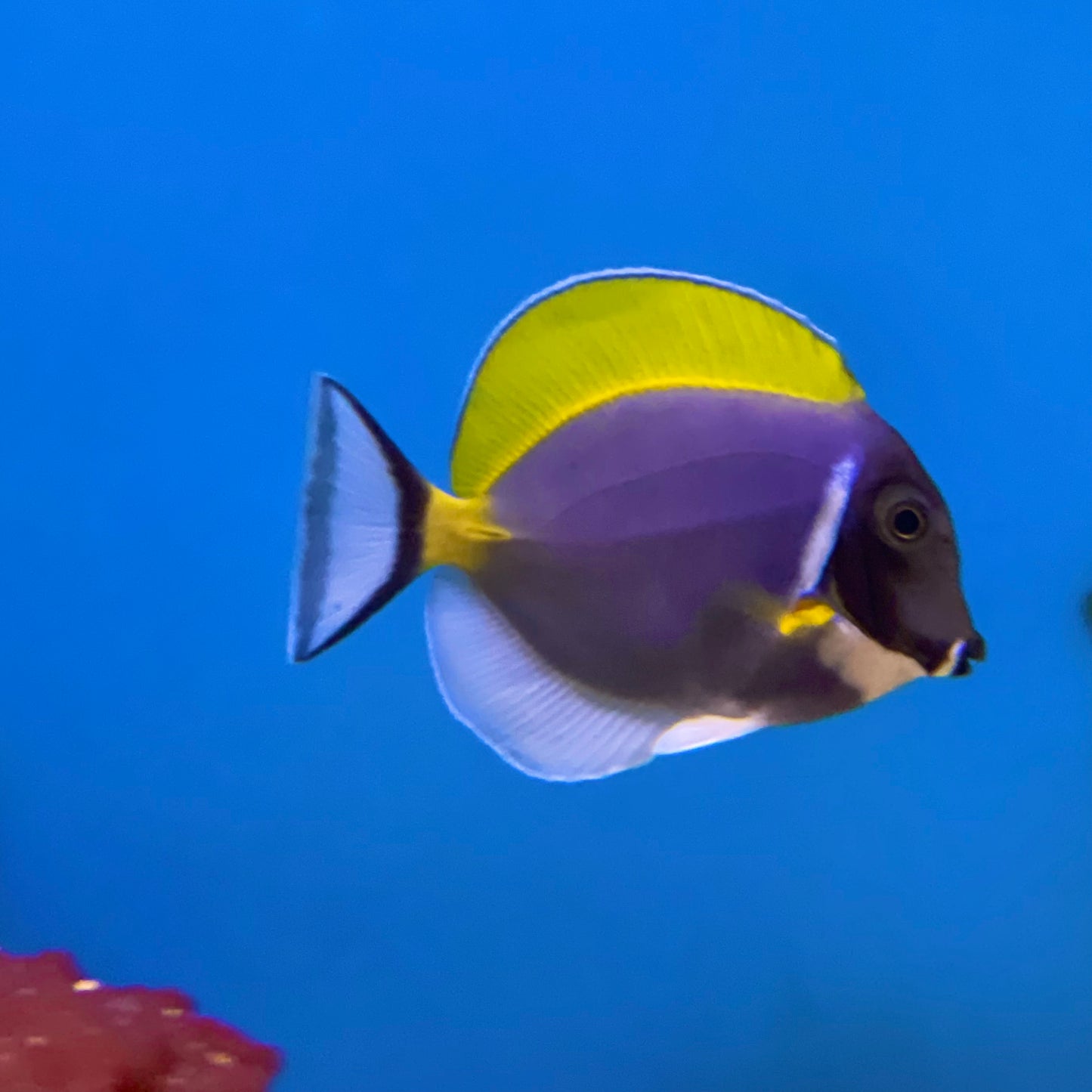 Powder Blue Tang Sm/Med