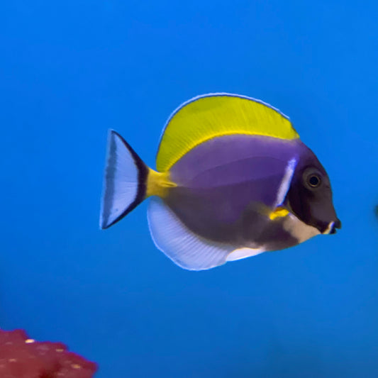 Powder Blue Tang Med/Lg