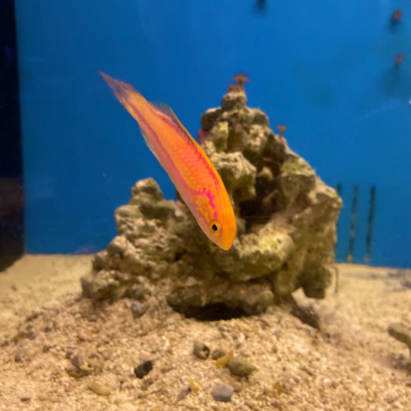 Pintail Wrasse Med