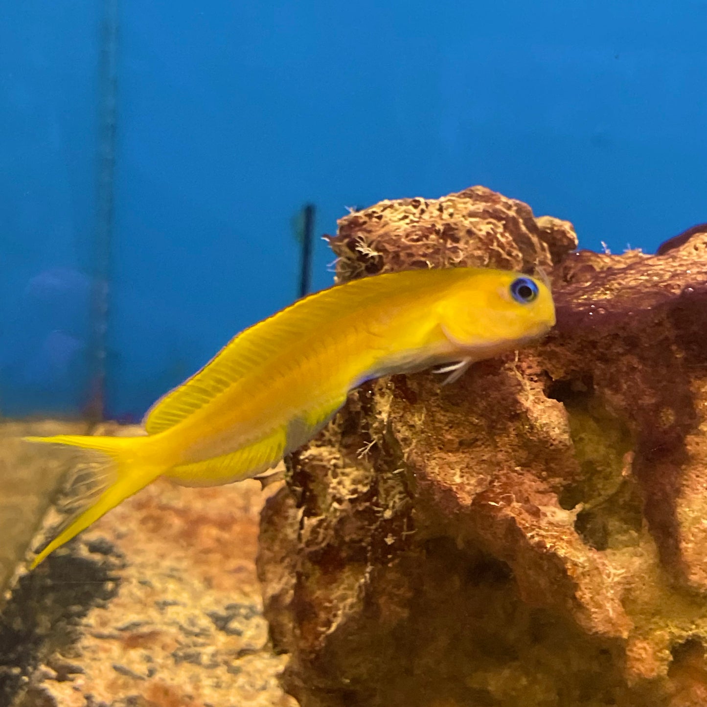 Blenny Midas Med