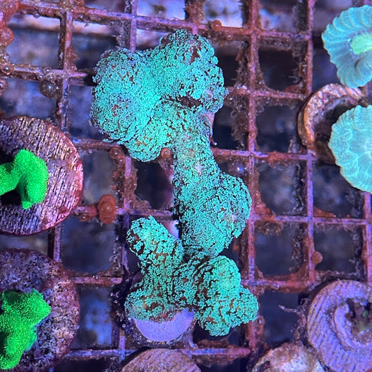 Green Birdnest Frag