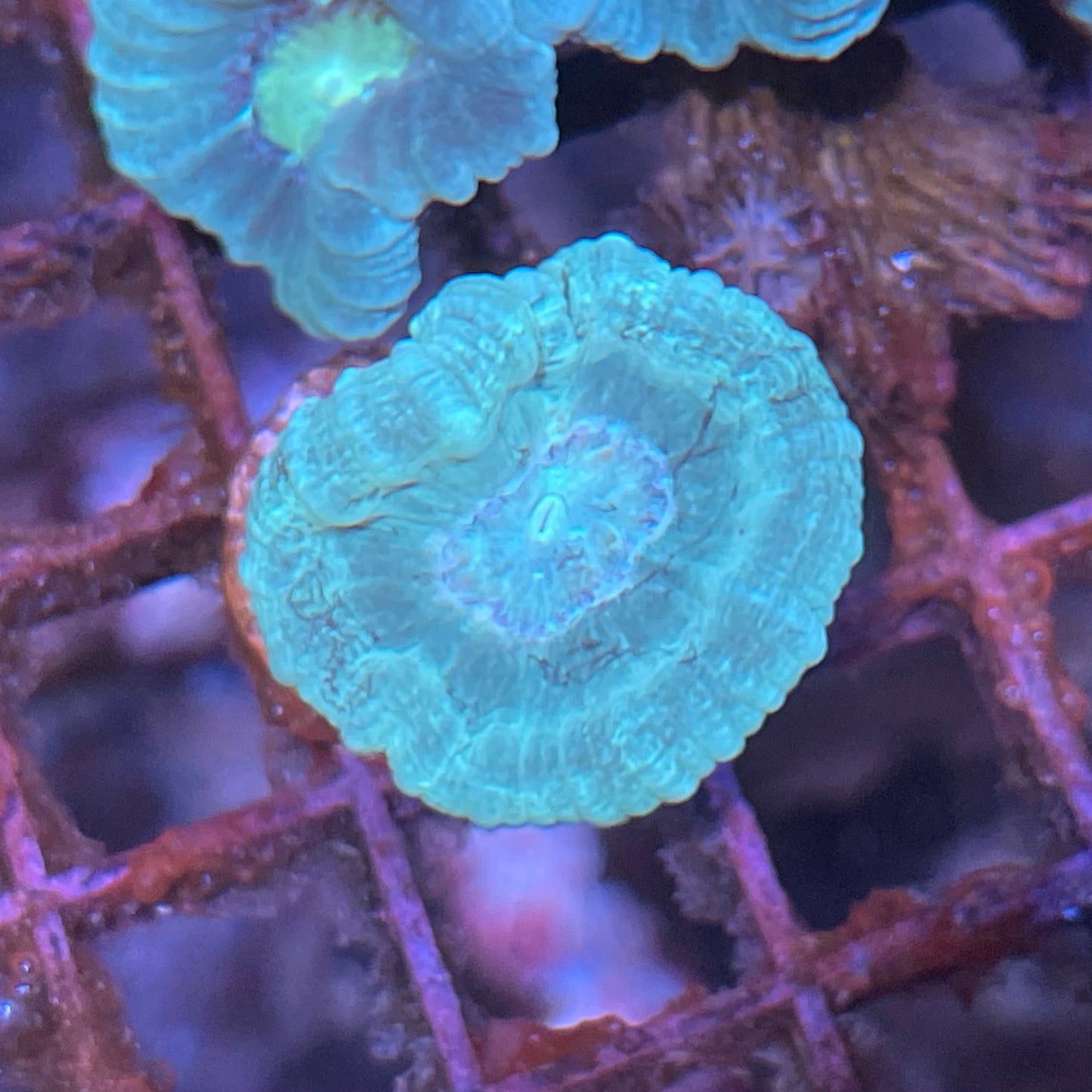 Candycane Frag