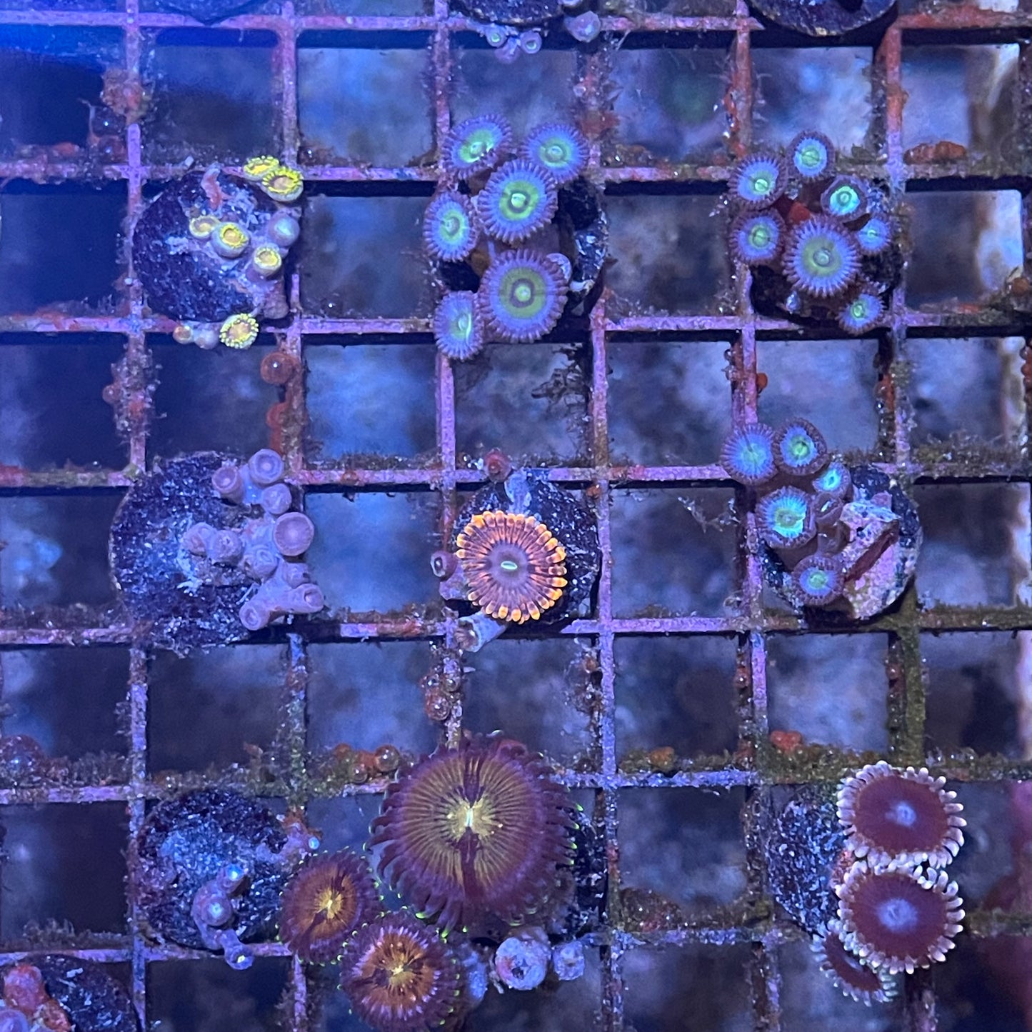 Zoa Frags