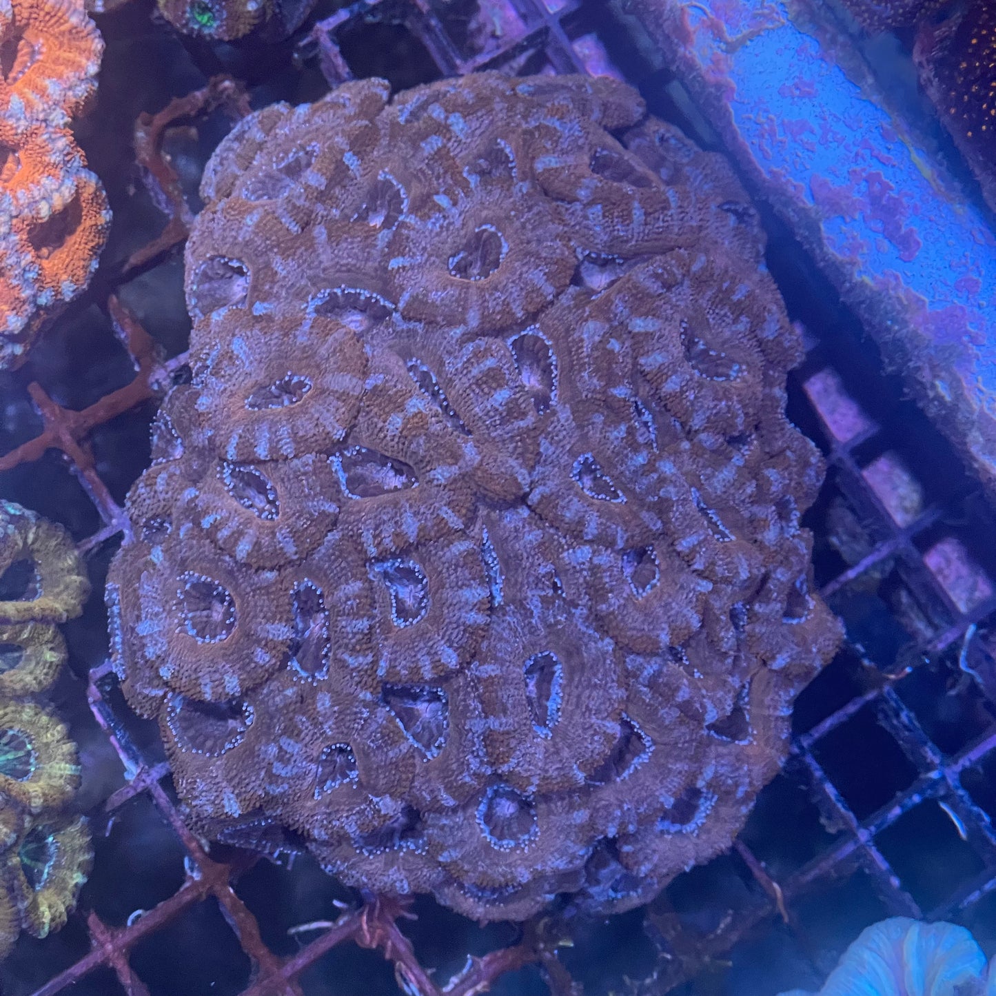 Acan large