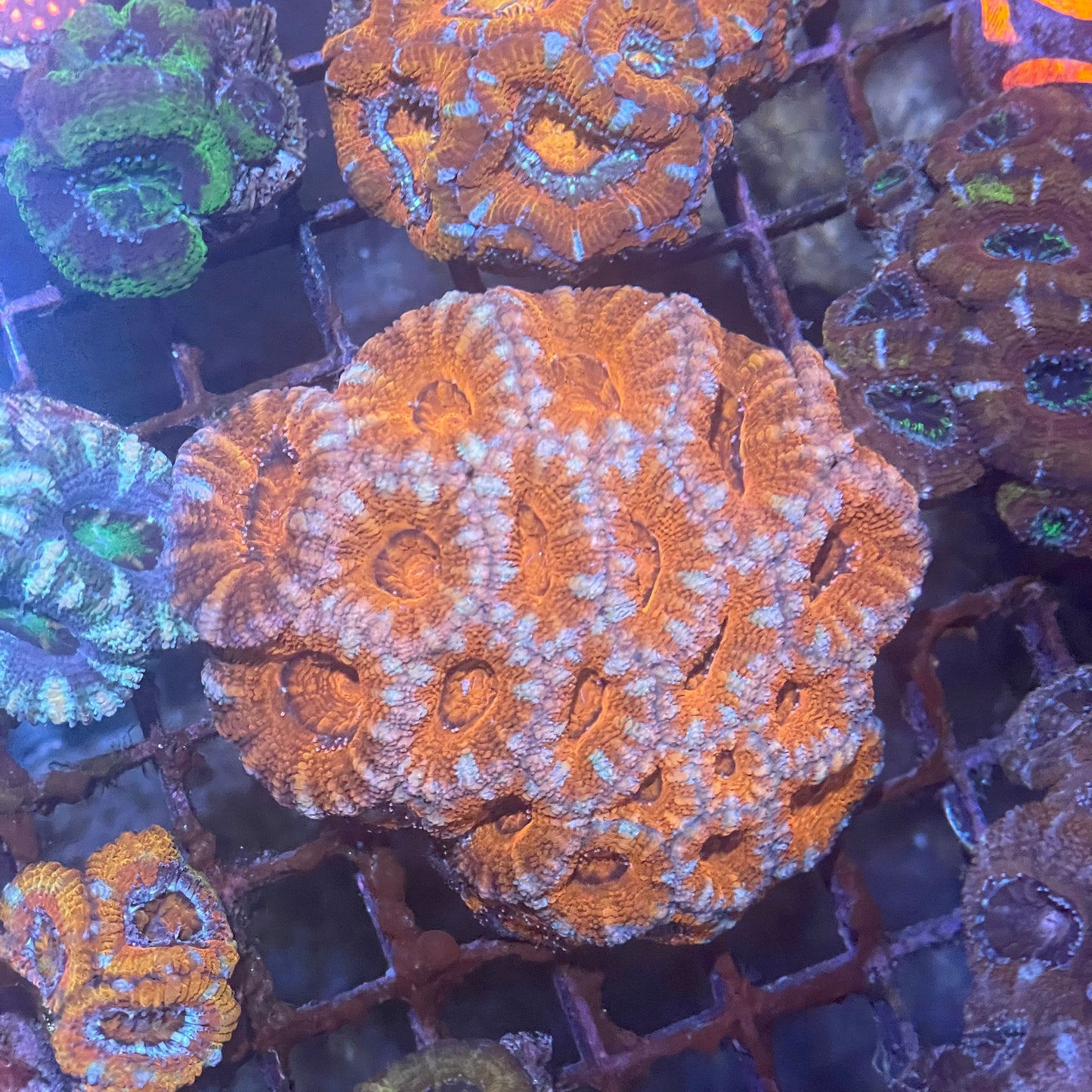 Acan Medium