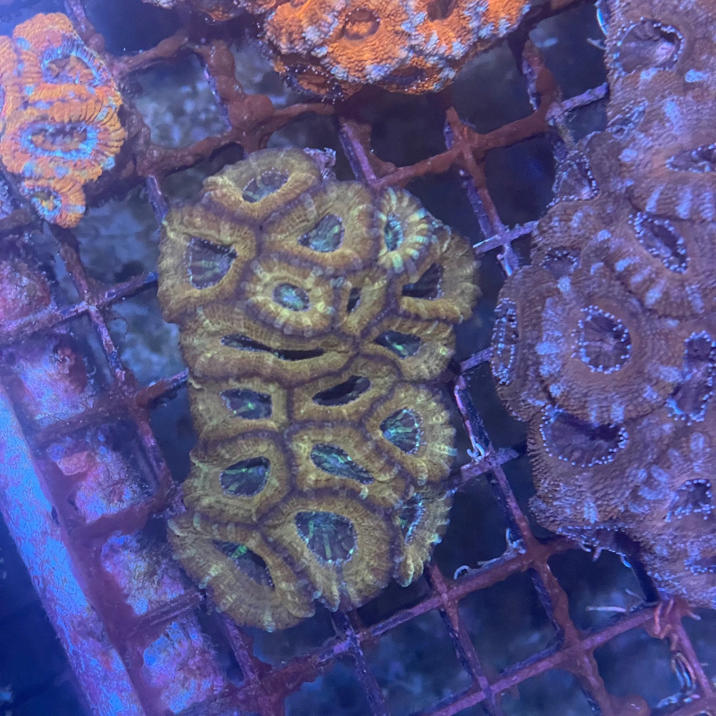 Acan Medium