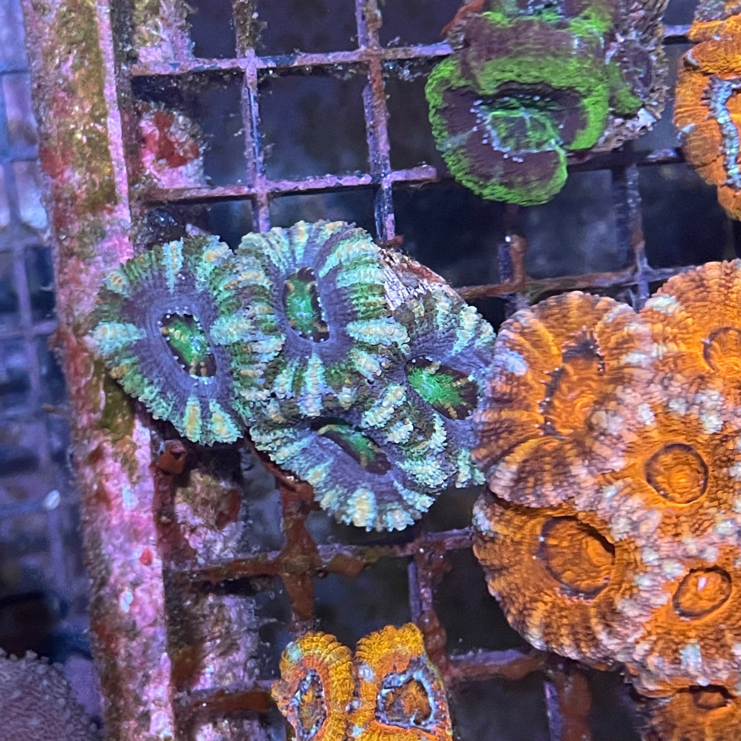 Acan frags