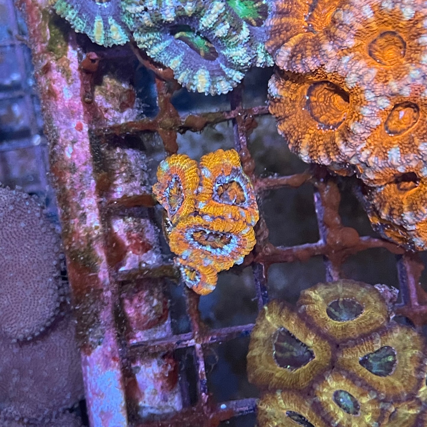 Acan frags