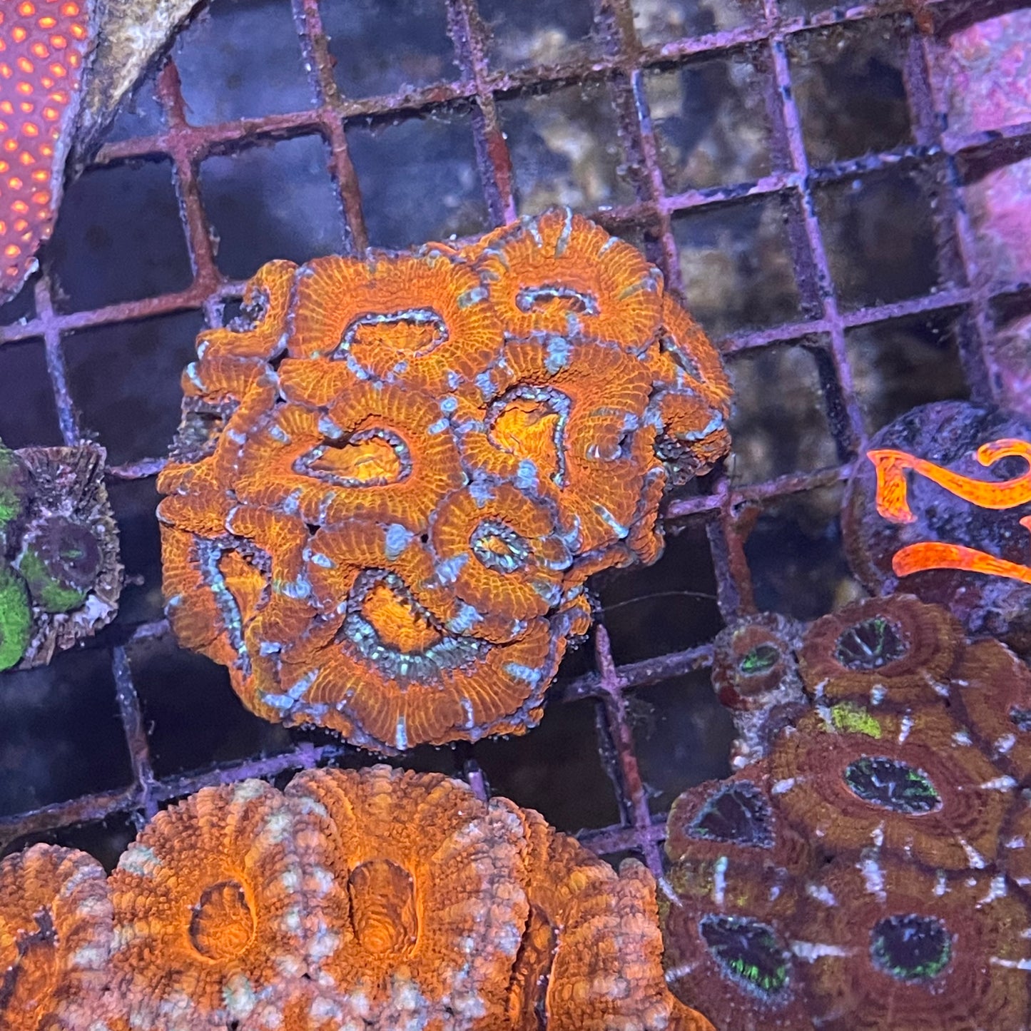 Acan Medium