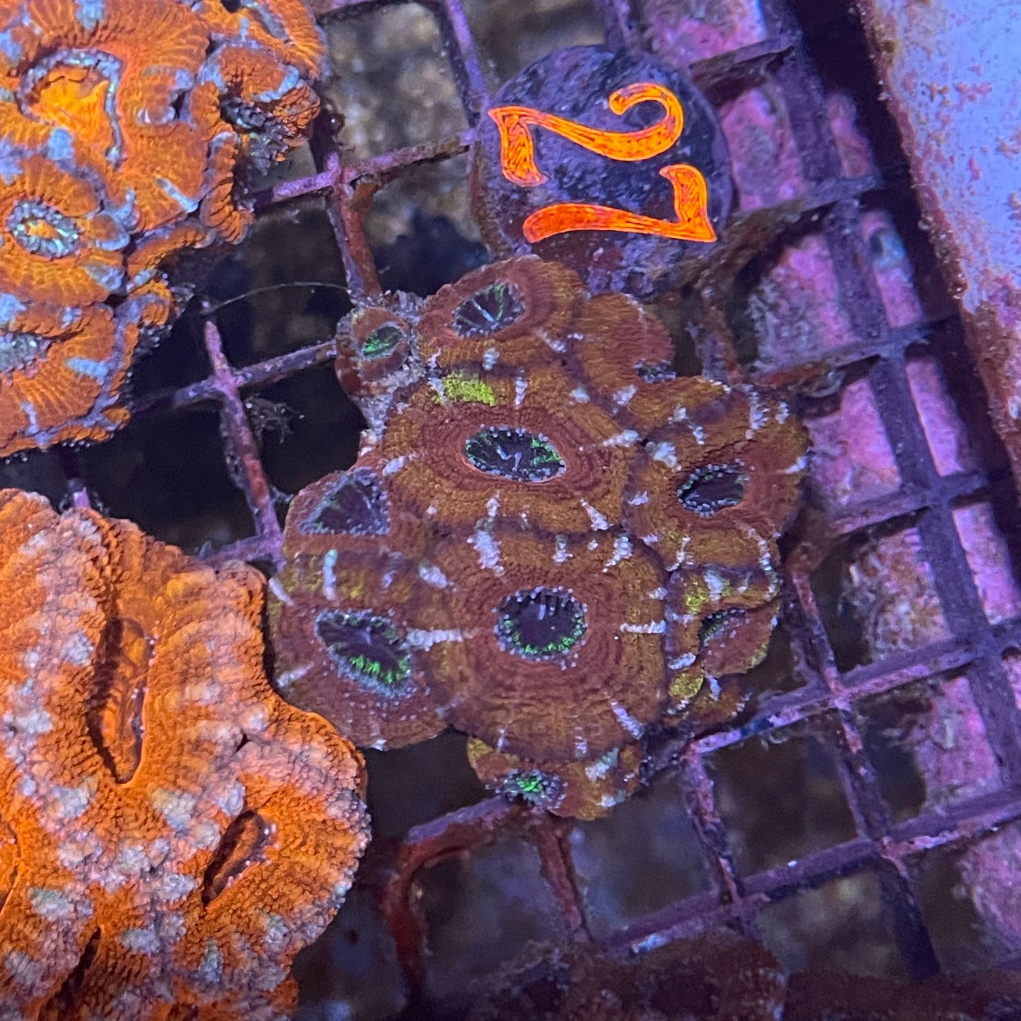 Acan Medium