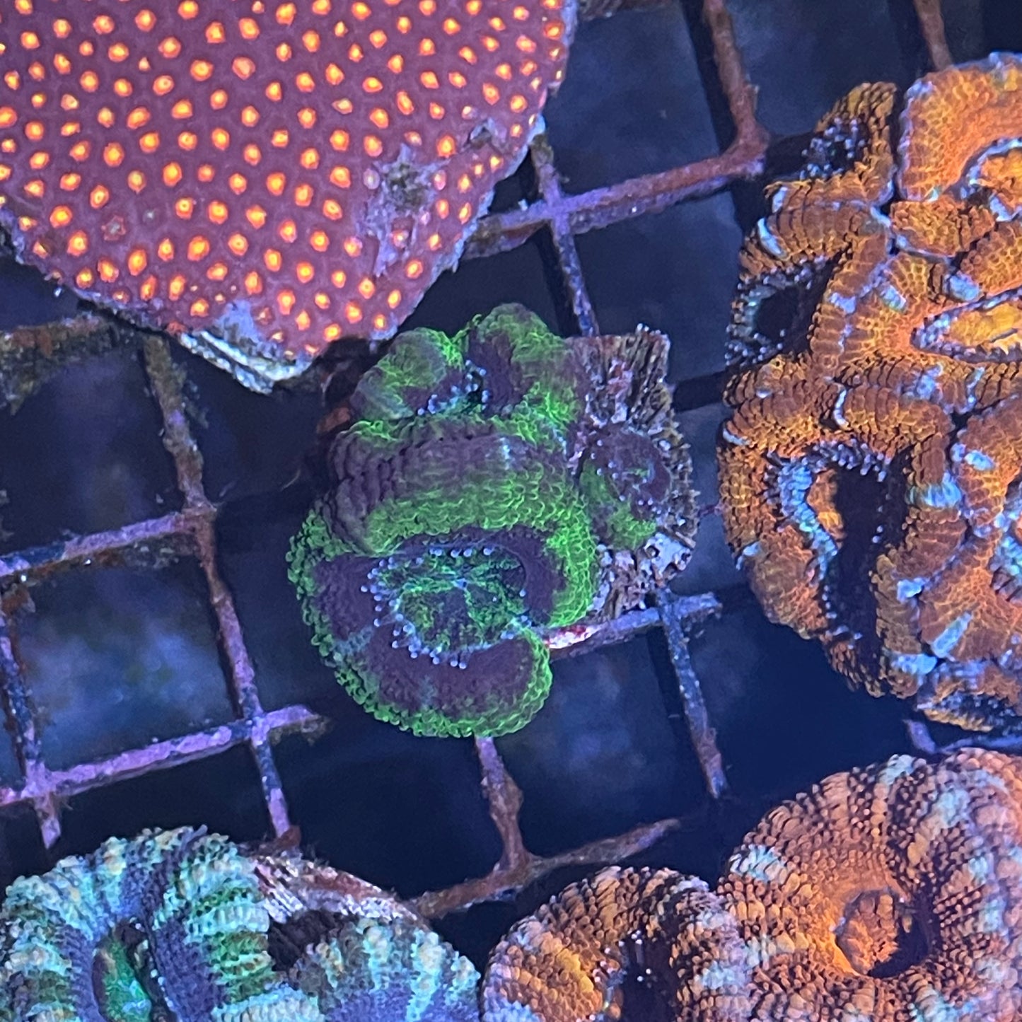 Acan frags