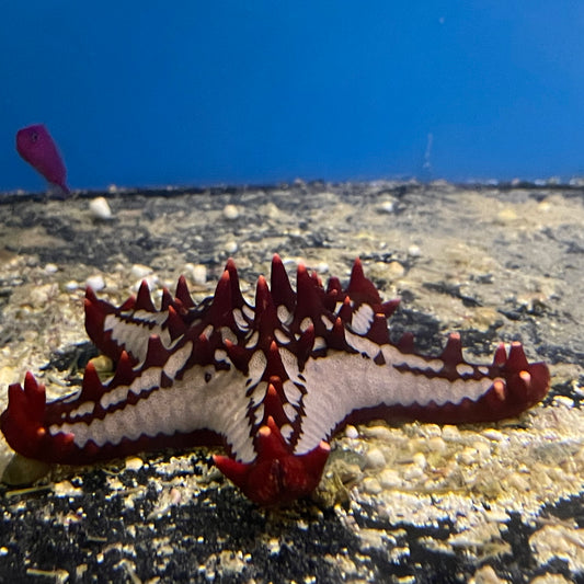 African Red Tip Starfish