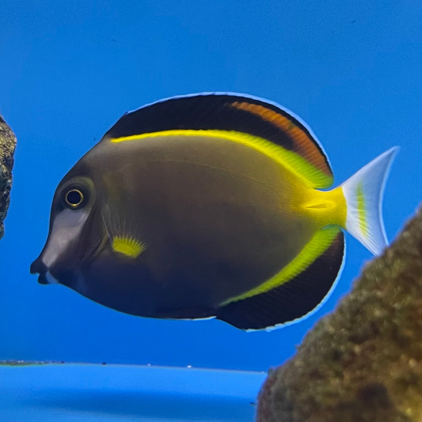 Powder Brown Tang Med