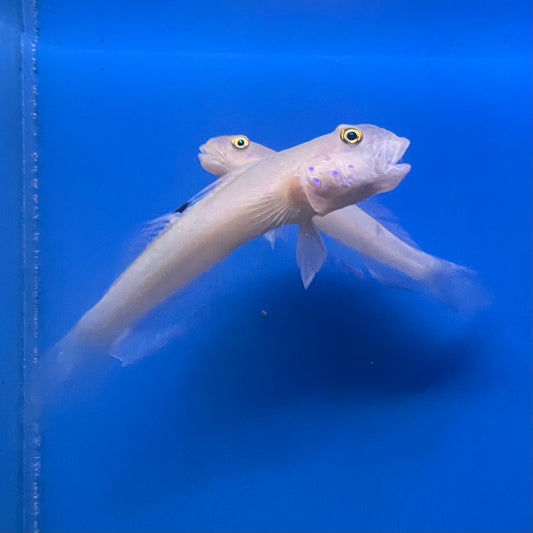 Blue Dot Sleeper Goby Med