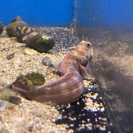 Blenny Red Spotted Med