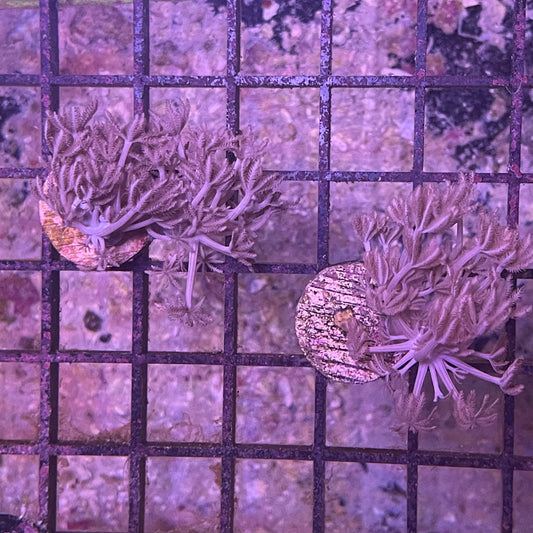Pulsing Xenia Frag