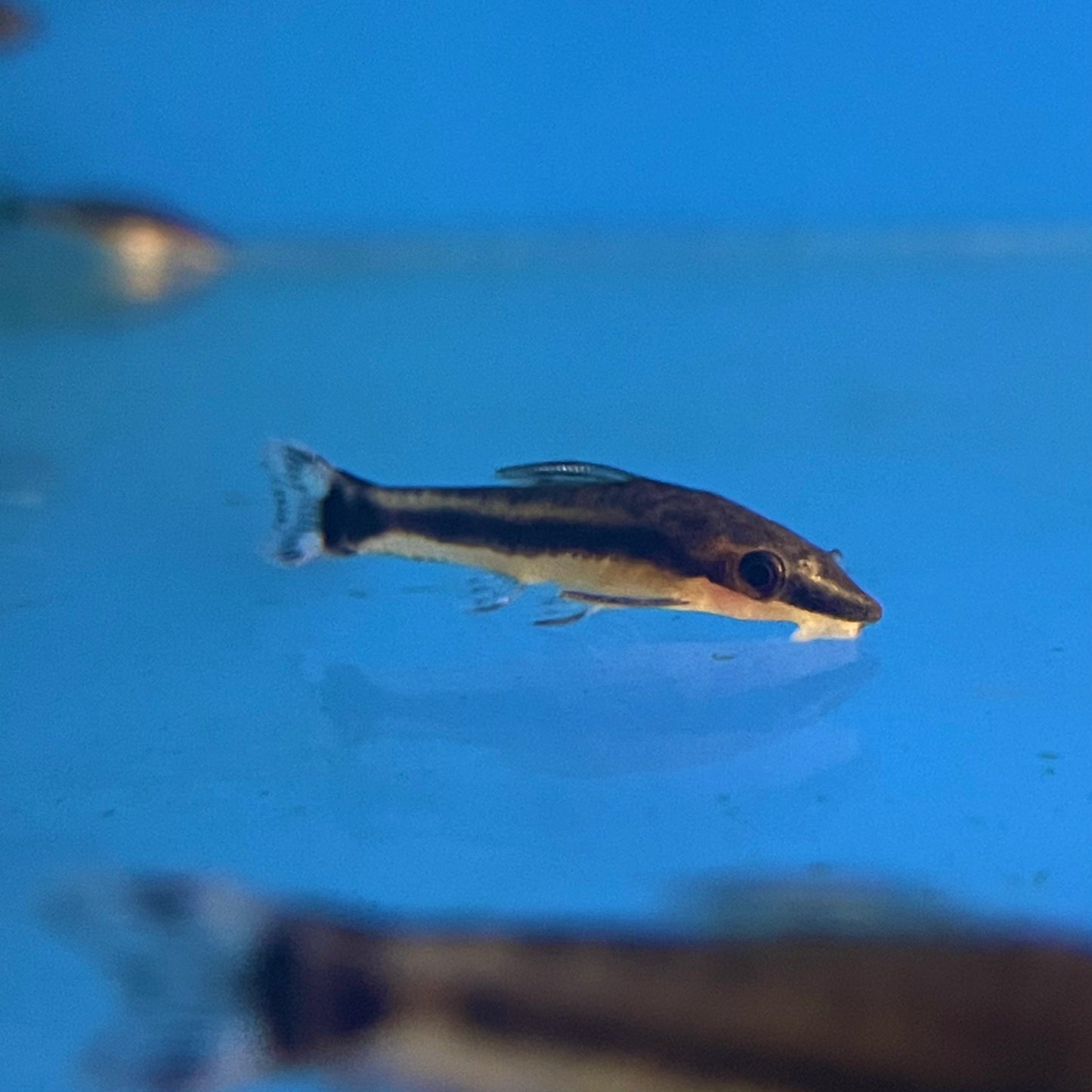 Otocinclus Reg.