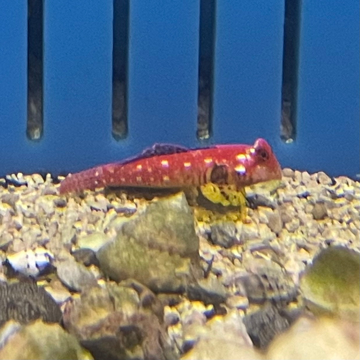 Ruby Red Dragonette Med