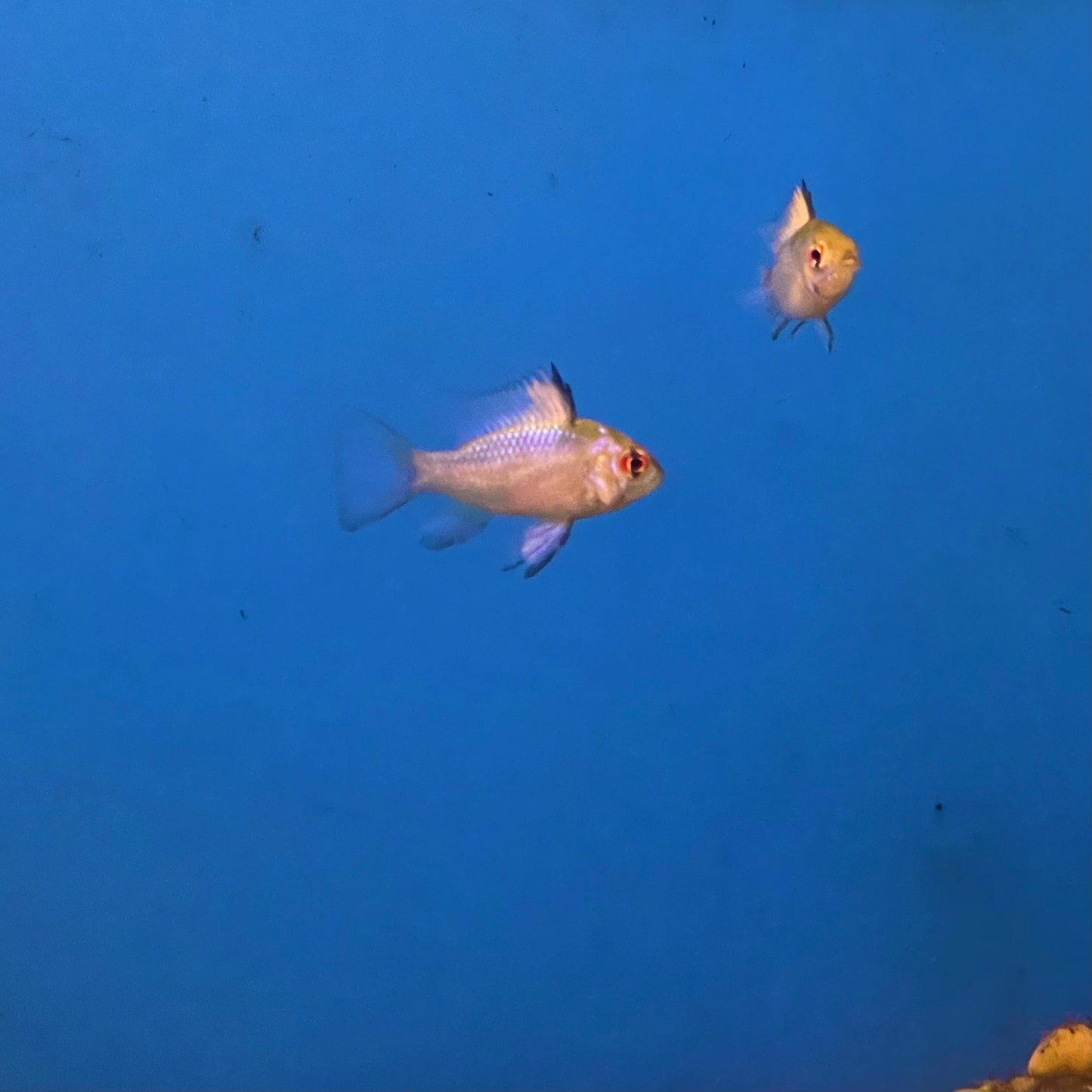 Ram Electric Blue Cichlid