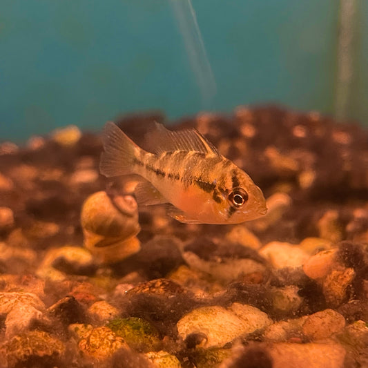 Cichlid Ram German Blue Reg.