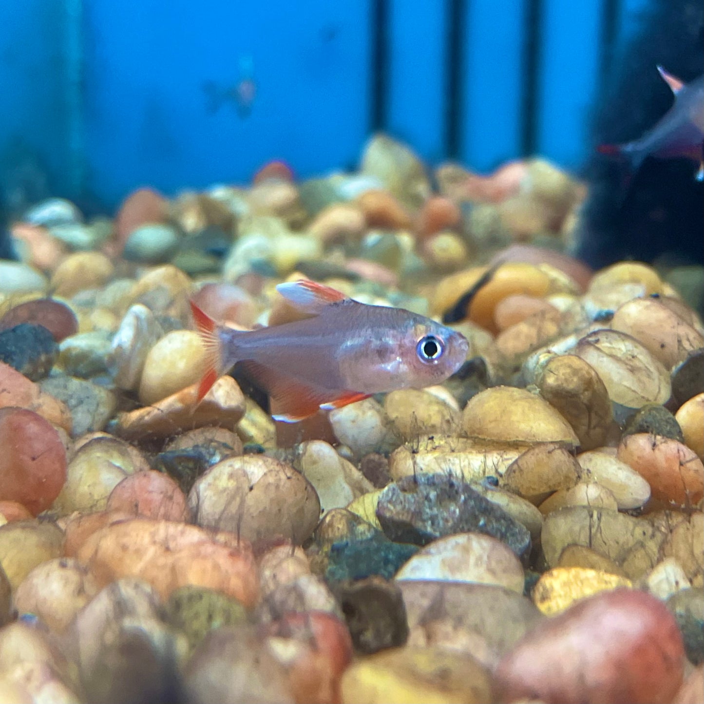 Candy Cane Tetra HY511