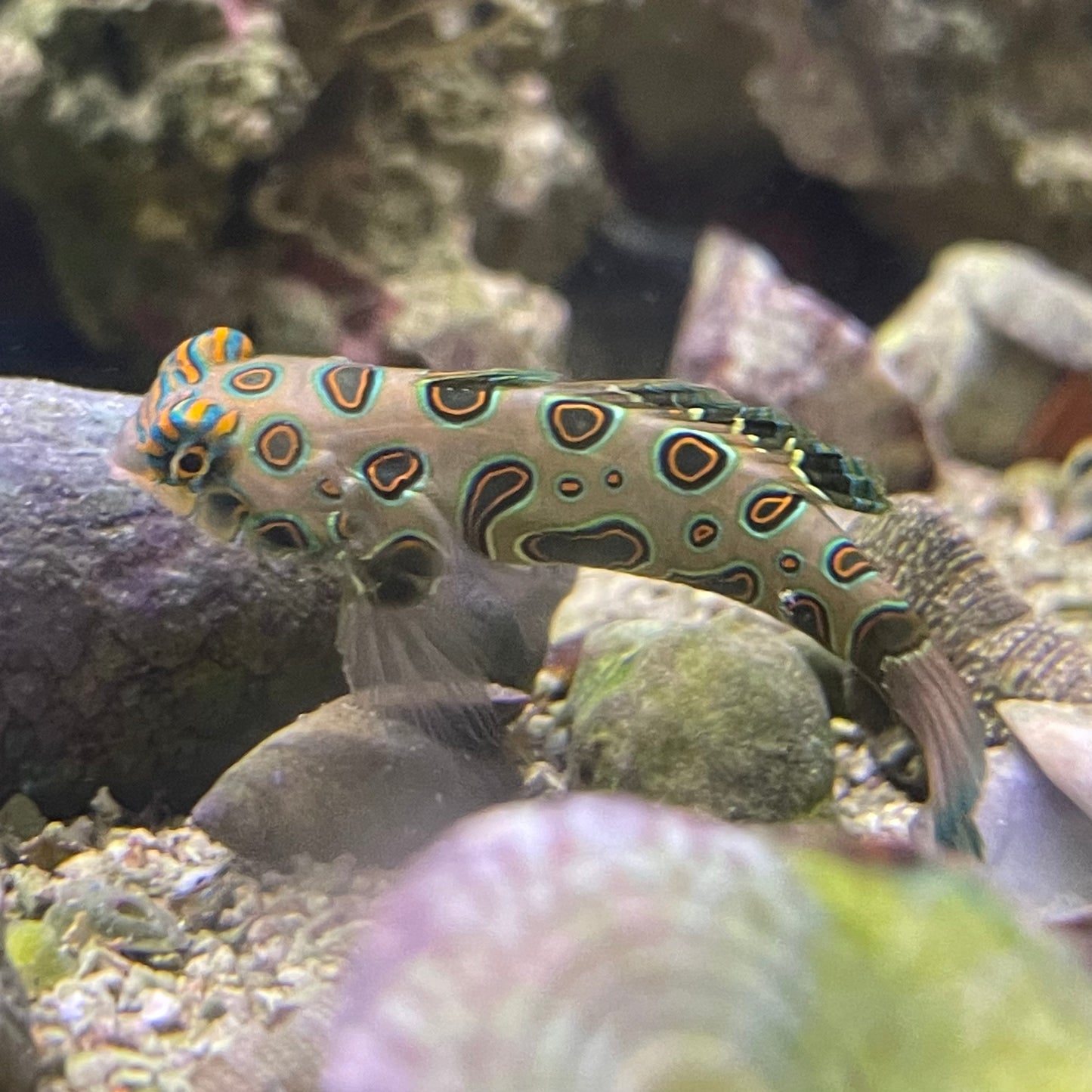 Spotted Mandarin Goby Med