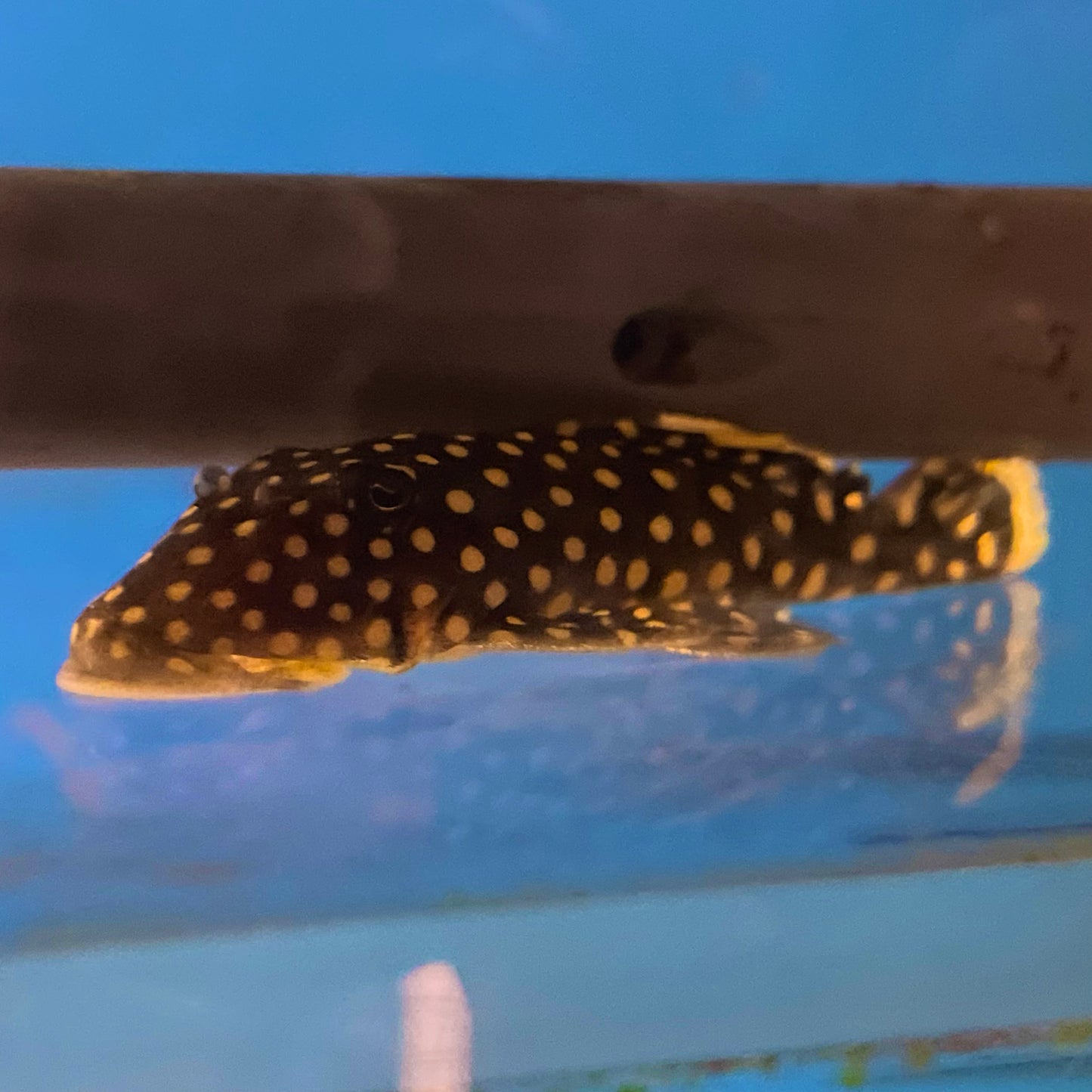 Big Spot Gold Nugget Pleco L-018