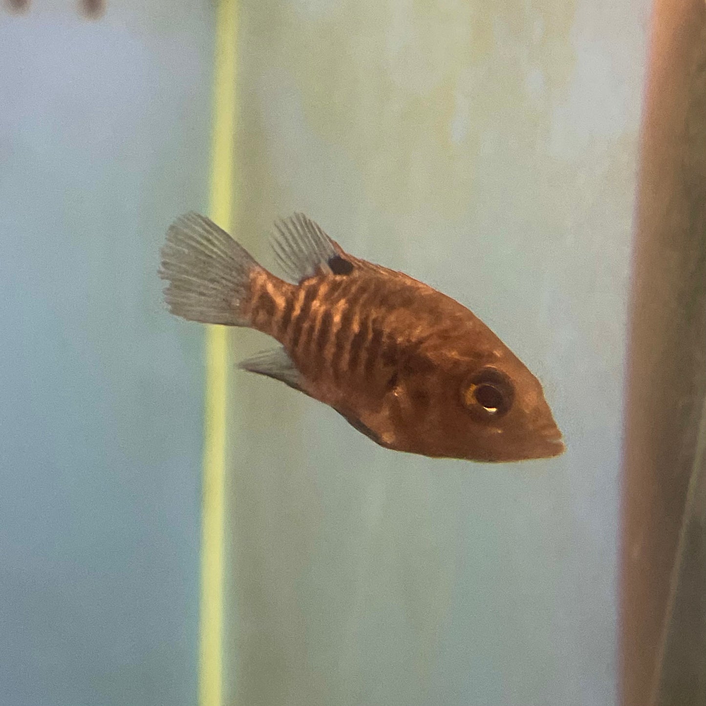 Polleni Cichlid 1.5 Reg