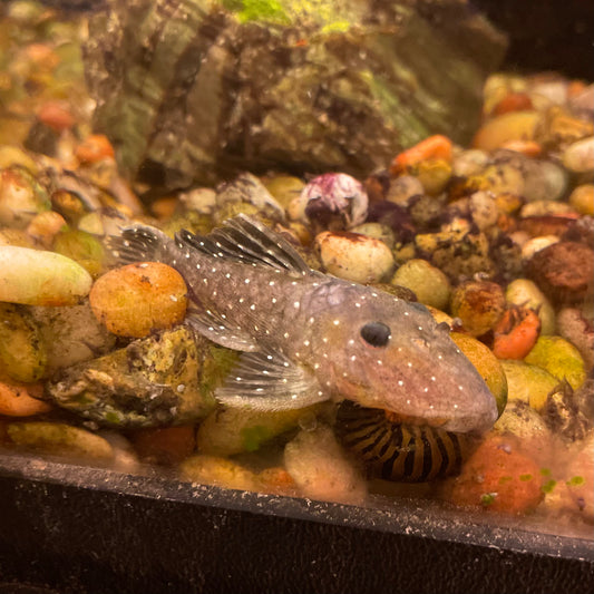 Peppermint Pleco L-031 2-3"