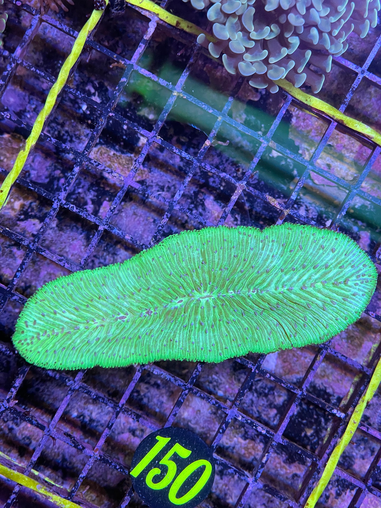 Tongue Coral Toxic Green