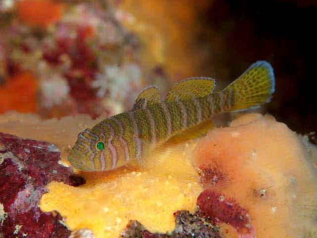 Yellow Green Goby (Priolepis) Med