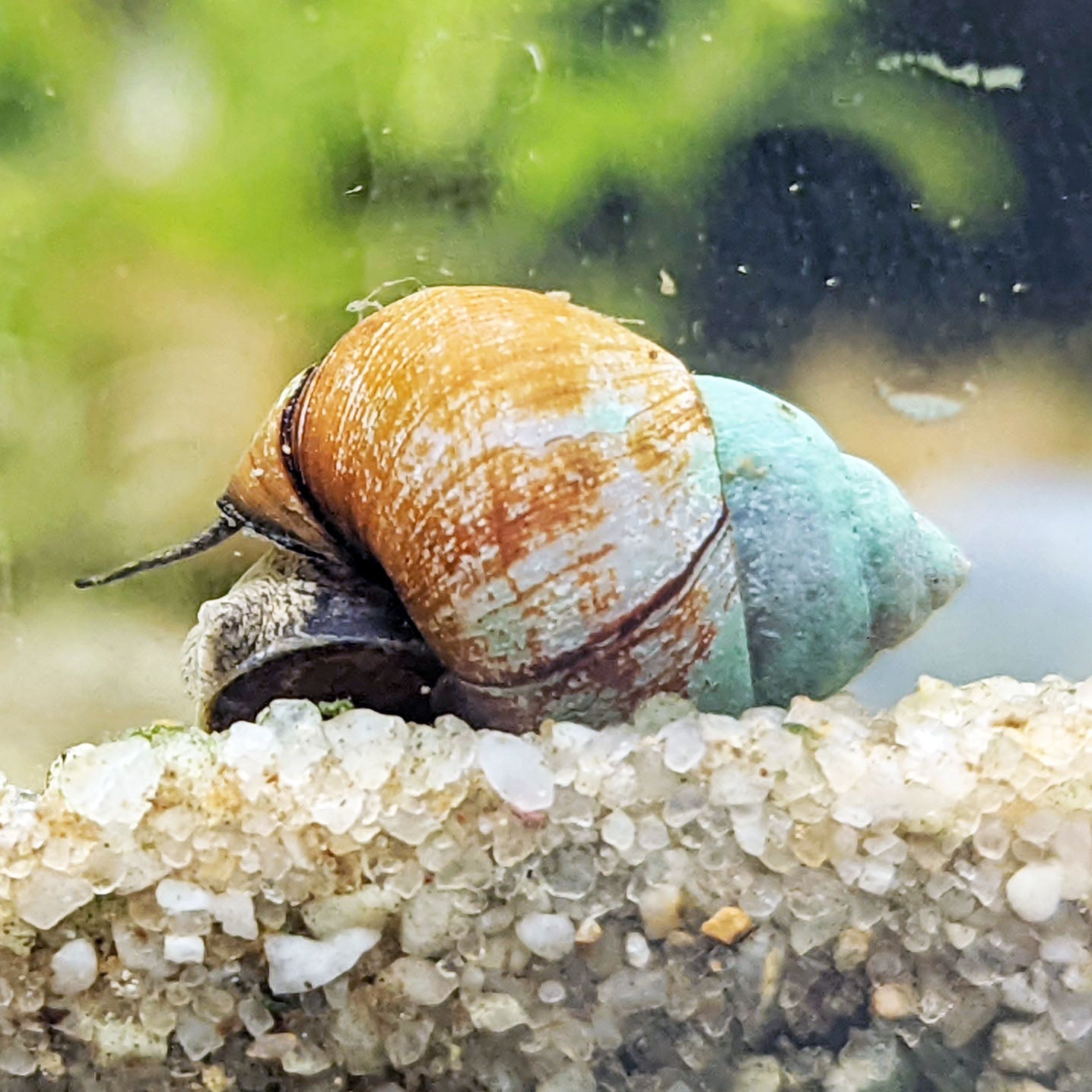 Japanese Trapdoor Snail