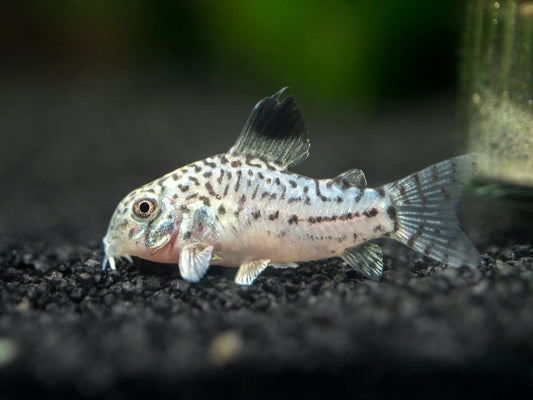 Catfish Corydoras Julii