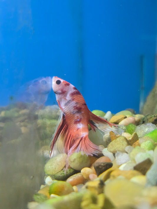Koi Halfmoon Betta