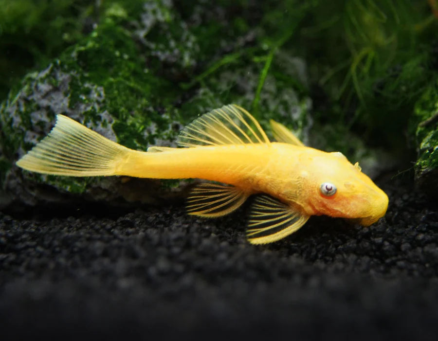 Pleco Bushynose Lemon Blue Eye 1-1.5"