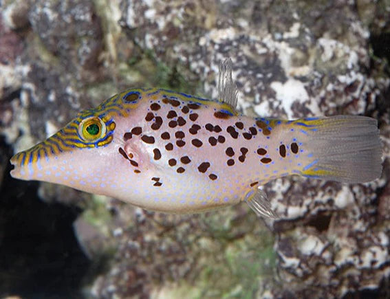 Puffer Leopard