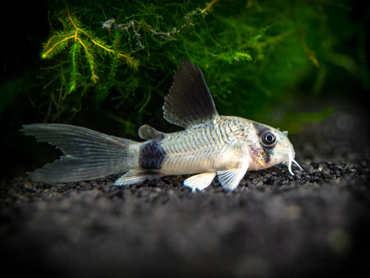 Longfin Panda Cory