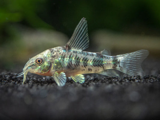 Cat Cory Paleatus Longfin Reg.