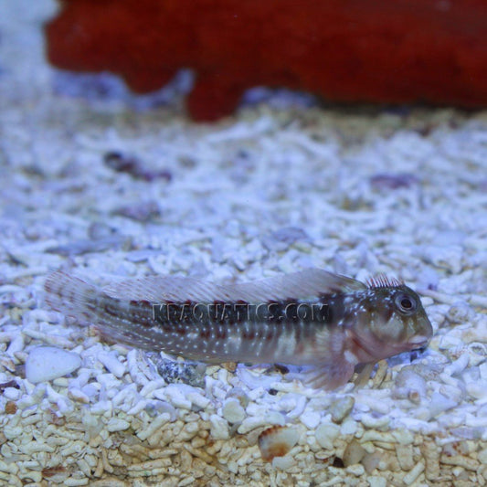 Molly Miller Blenny Sm