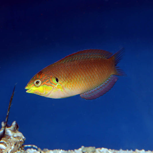 Moyeri Leopard Wrasse Med