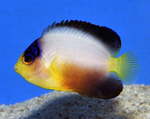 Multicolor Angel Marshall Islands
