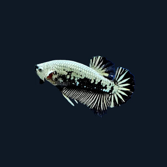 Samurai Plakat Betta Male Lg