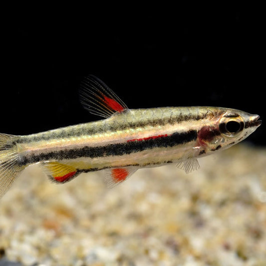 Marginatus Pencilfish Reg