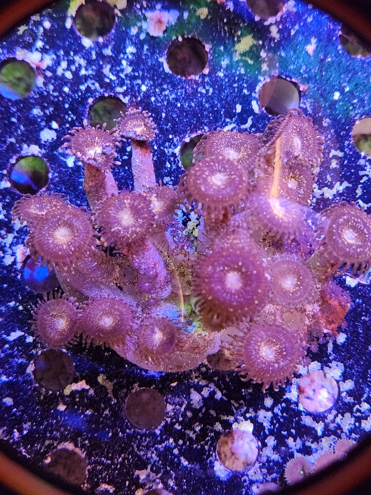 Nirvana Paly