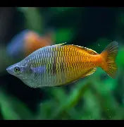 Rainbow Boesemani Lg
