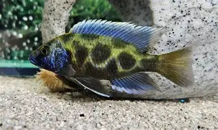 Venustus Cichlid XLG