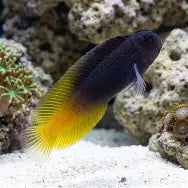 Flametail Combtooth Blenny
