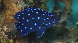 Jewel Damsel Atlantic