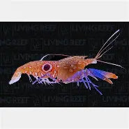 Blue Spot Bullseye Pistol Shrimp