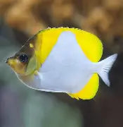 Pyramid Butterfly Med